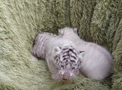 В Бердянском зоопарке белые тигрята впервые вышли на прогулку (фото)