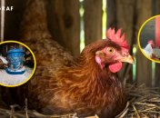 Годування курей