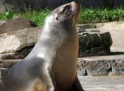 Это издевательство: одесситов возмутило "шоу" с тюленем на Ланжероне