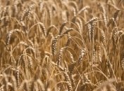 Какой урожай зерновых собрали украинские сельхозпроизводители?