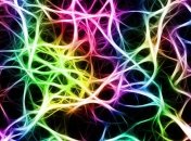 Ранее не был известен: в мозге обнаружили новый тип сигнала