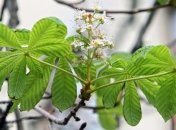 Продолжается эпопея с каштанами, высаженными на Крещатике 