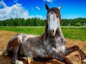 Статусные любимцы: самые дорогостоящие животные в мире