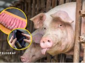 Свині на фермі