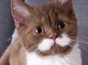 Знакомьтесь, Гринго: милый котик с белыми усами (Фото)