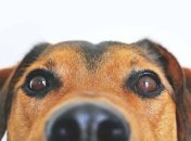 Влаштував "розвагу": на Львівщині чоловік катався з собакою, прив'язаною до авто