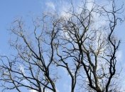 Прогноз погоды в Украине на 25 марта: солнечно почти во всех областях