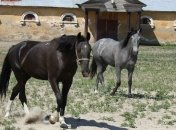 Разгадана загадка лошадей-иноходцев