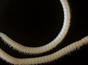 Огромная многоножка повергла в шок ученых 