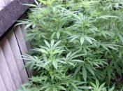 На Харьковщине нашли наркоплантацию в поле подсолнечника