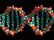 Ученые раскрыли механизм размножения ДНК в клетках