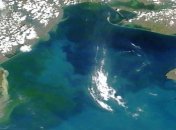 "Зеленое" море: Экологи рассказали, почему "цветет" Черное море