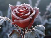 Цветок нужно защитить от холодов