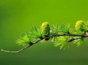 Дерево, которое спасает от болезней сердца