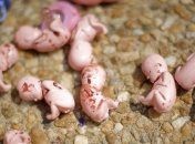 Почему женщины решаются на аборт?