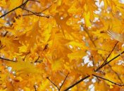 8 ноября. Приметы дня