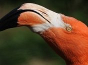 Таможня задержала фламинго в Одесском аэропорту