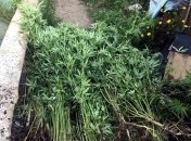 У жителя Харькова изъяли более 700 кустов конопли