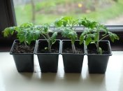 Для рассады нужны специальные условия