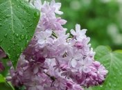 В Украине ожидаются сильные дожди и грозы