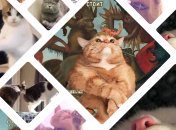 У каждого котика своя фишка