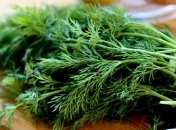 Применение укропа при разных заболеваниях