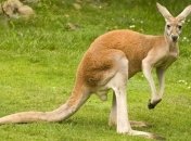 Ученые: Кенгуру может стать лучшим другом для человека