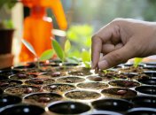 Рассаде требуется особый уход