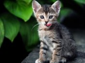 Военный с риском переправил любимого кота на родину