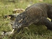 Первые аборигены Австралии сражались с гигантскими ящерами