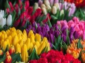 У Нідерландах відбувся квітковий ажіотаж на День матері