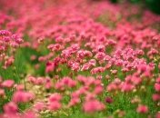 Прогноз погоды в Украине на 26 августа: на западе снова дожди