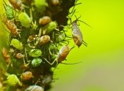 Тля — очень неприятный "гость" в саду