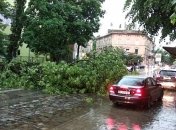 Во Львове во время непогоды погибла женщина