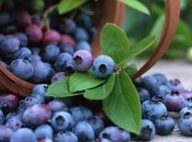 Черника помогает сбросить лишний вес