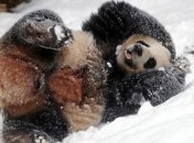 В Канаду пришла зима: выпало рекордное количество снега (Видео)