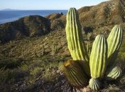 Плод кактуса признан самым полезным фруктом