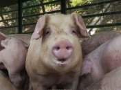 В Черновицкой области зафиксировали очередной случай АЧС 