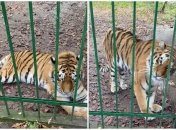 Животное приходит в себя