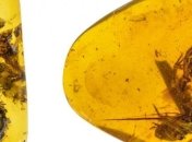 Ученые нашли в янтаре древний образец предка лягушки