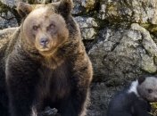 Медведи на Камчатке раскопали могилы на кладбище