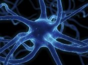 Восстанавливаются ли нервные клетки?