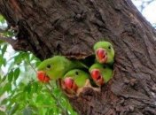 У харківському лісі знайшли 50 папуг з переохолодженням (Відео)  