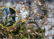 Саранча наносит большой урон урожаю