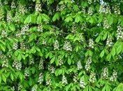 Деревья в опасности: несколько видов под "критической угрозой исчезновения" 