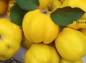 Айва неприхотлива и урожайна, а еще очень полезна и вкусна