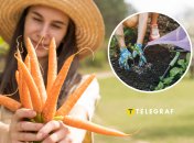 Чем и когда лучше всего подкармливать морковь