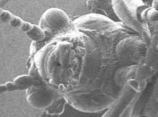 Нанокостюм, который позволит наблюдать за насекомыми (Видео)