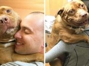 Питбуль Фрикаделька не перестает улыбаться после того, как его забрали из приюта