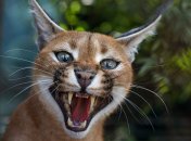 В Україні продають кота за космічною ціною